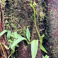 15. Liparis scaposa Orchidaceae En démique La Réunion IMG_9082.JPG.jpeg